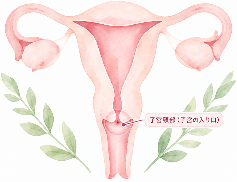子宮と子宮頸部の位置