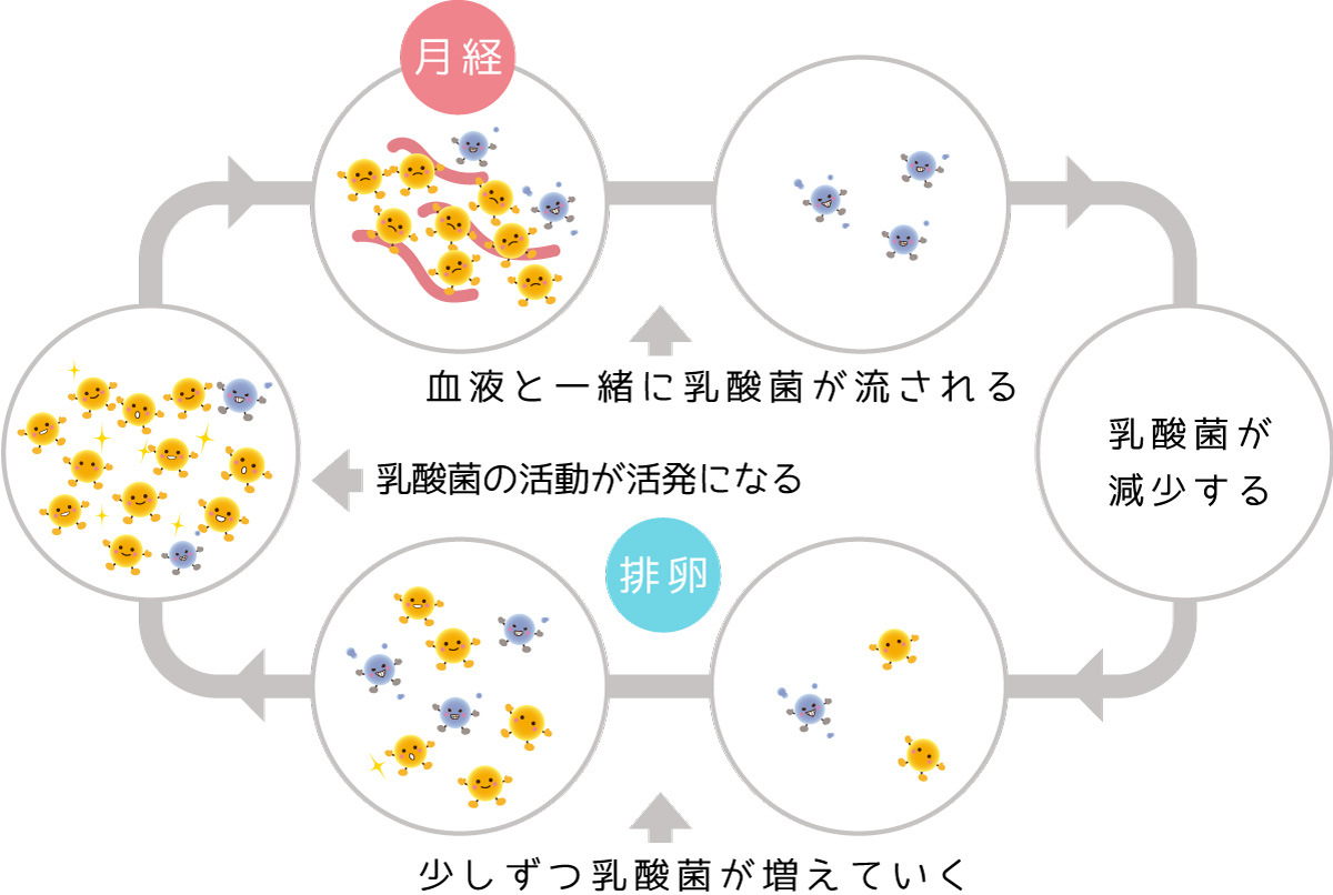 月経周期による乳酸菌の動き