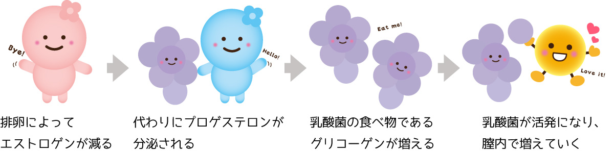 このような流れで乳酸菌が増えます