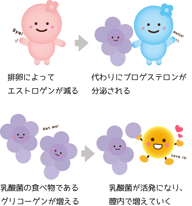 このような流れで乳酸菌が増えます